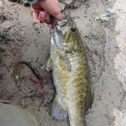 宇治川上流でスモール連発！！