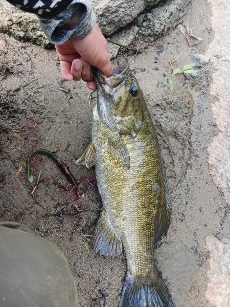 宇治川上流でスモール連発！！