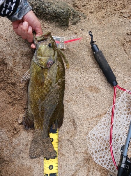 宇治川上流でスモール連発！！
