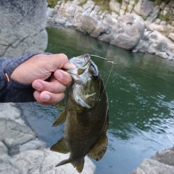 宇治川上流でスモール連発！！