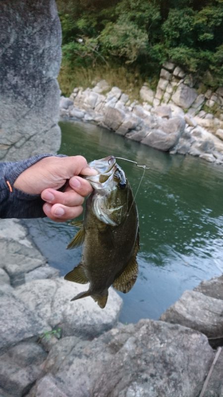 宇治川上流でスモール連発！！