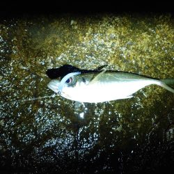 アジング、エギング