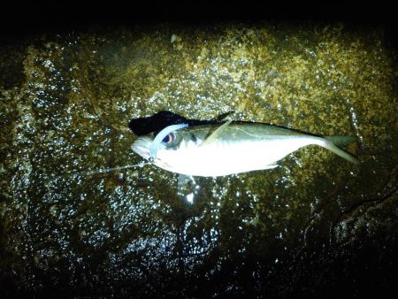 アジング、エギング