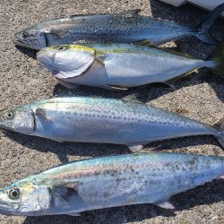 サゴシ　ツバス