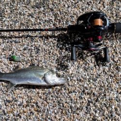 メバリング早かった。。。