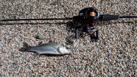 メバリング早かった。。。