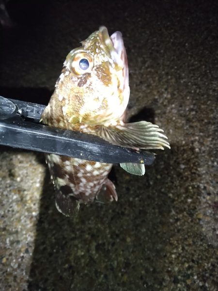 今日は調子悪いねぇ