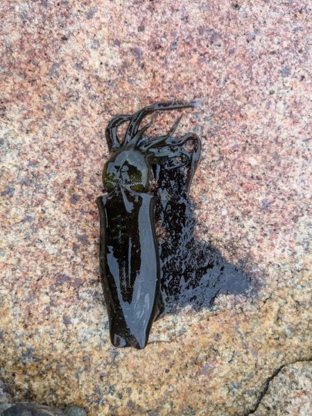 エギングとフロートリグ