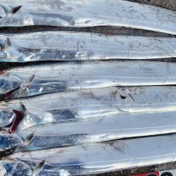 かなりお寒いです