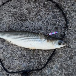 湾奥には青物回遊しません