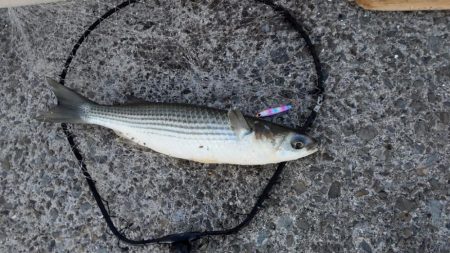 湾奥には青物回遊しません