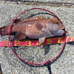 コブダイ釣り