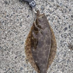 泳がせでヒラメ