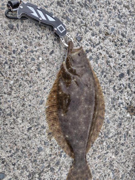 泳がせでヒラメ