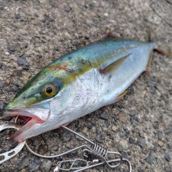 ショアジギング