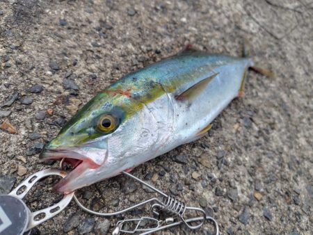 ショアジギング