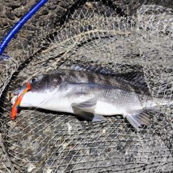 本命じゃないけど…