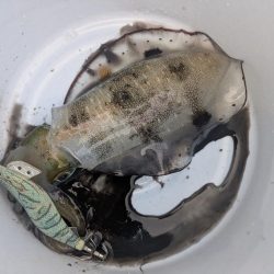 ボートエギング