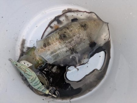 ボートエギング