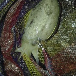 良型どこですかぁ〜？