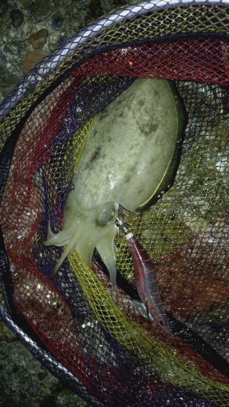 良型どこですかぁ〜？