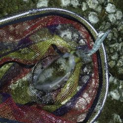 やっぱり軍艦強いよ!