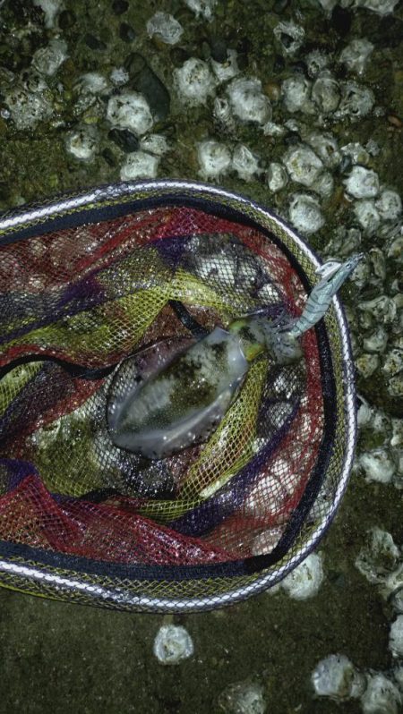 やっぱり軍艦強いよ！