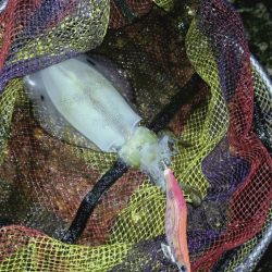 雨が降ってもエギング!