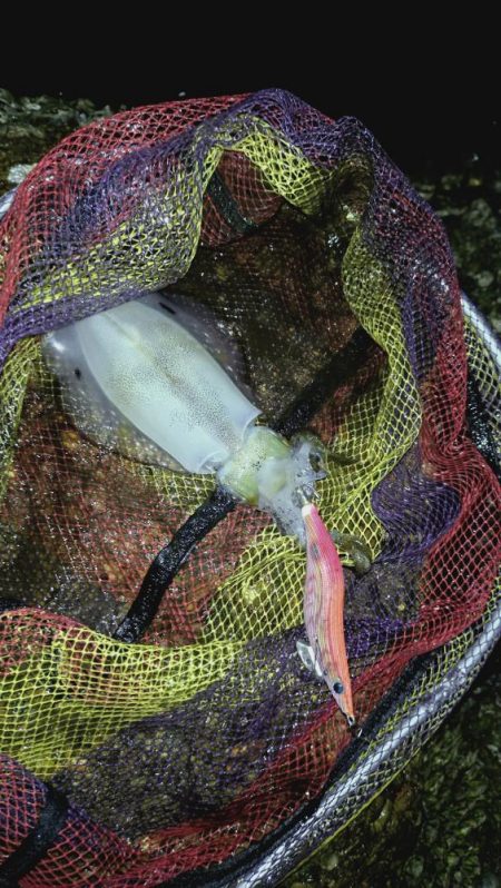 雨が降ってもエギング！