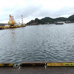 サゴシ活性高し。