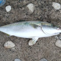 久々にまあまあの青物に出会いました♪