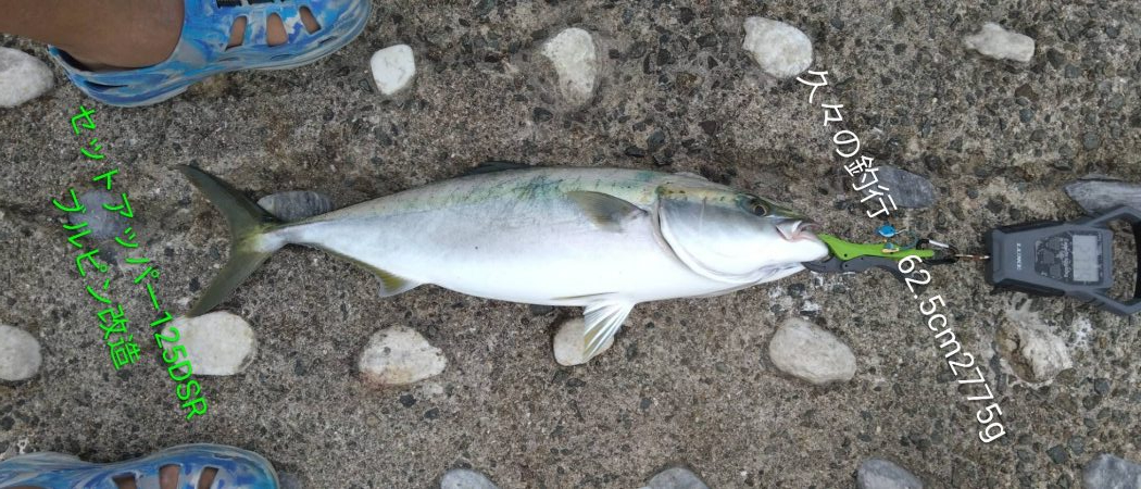 久々にまあまあの青物に出会いました♪