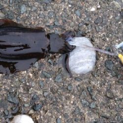 エギングでの初アオリGET🦑