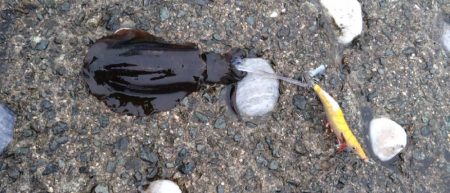 エギングでの初アオリGET🦑…