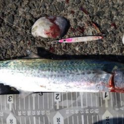 ボイル見つけて久々サゴシ捕獲