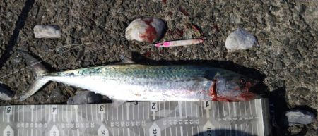 ボイル見つけて久々サゴシ捕獲