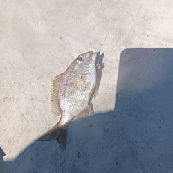 小松島ライトゲーム午前の部