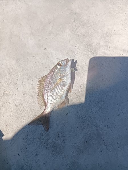 小松島ライトゲーム午前の部