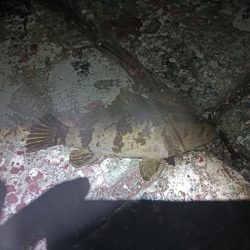 タケメバとガシラ