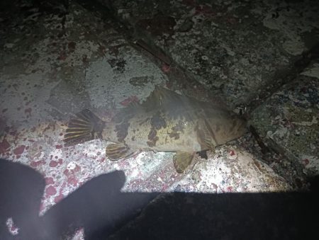 タケメバとガシラ