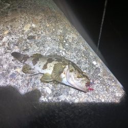 和田島タケノコメバル寄ってきてるのかも？