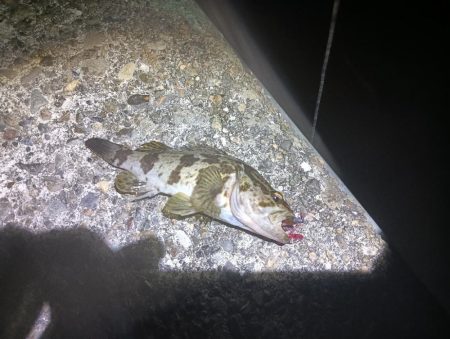 和田島タケノコメバル寄ってきてるのかも？