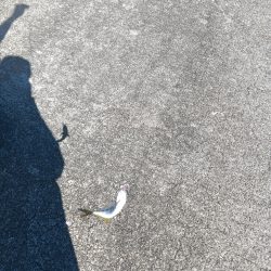 ランガン大移動失敗😣