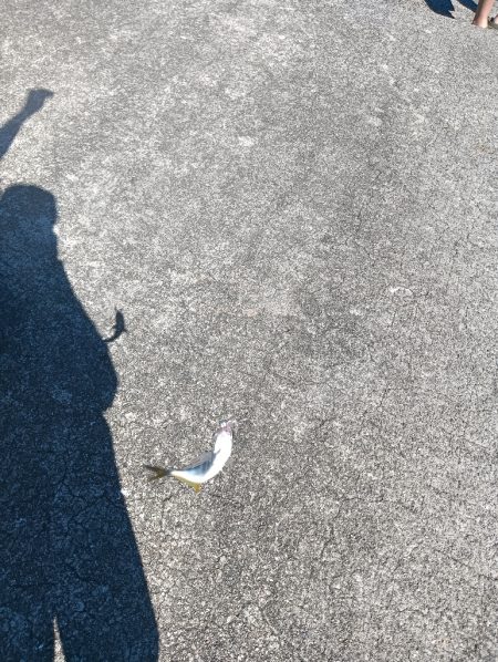 ランガン大移動失敗😣