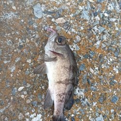 メバル1メッキ1