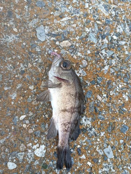 メバル1メッキ1