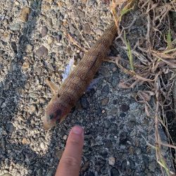 18日と19日の釣果情報