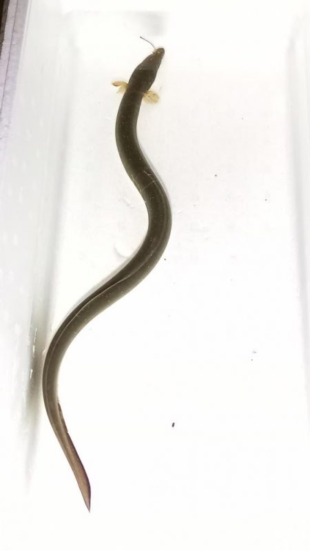 夕涼みがてらウナギ釣り