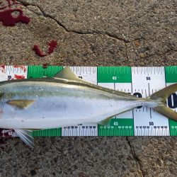 2025秋の青物シーズン開幕②