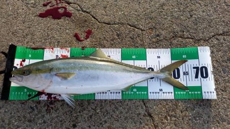 2025秋の青物シーズン開幕②